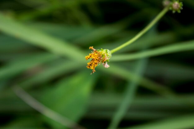 Primer plano de flores de malezas que crecen en un campo de arroz