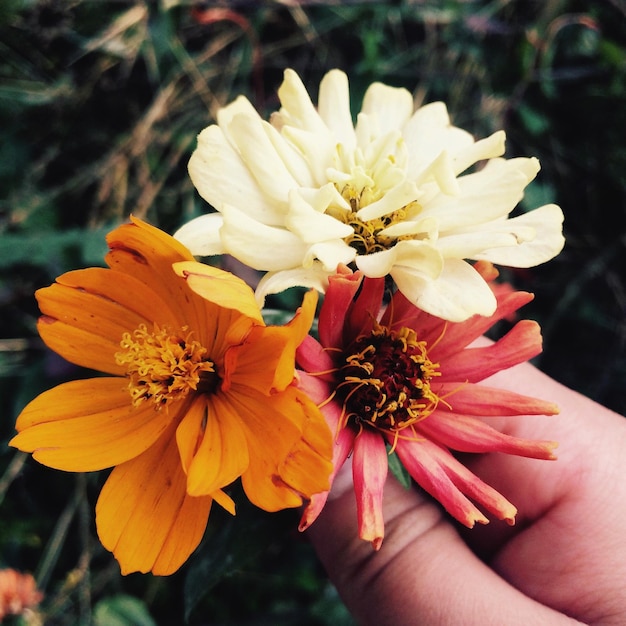 Foto primer plano de flores en la mano