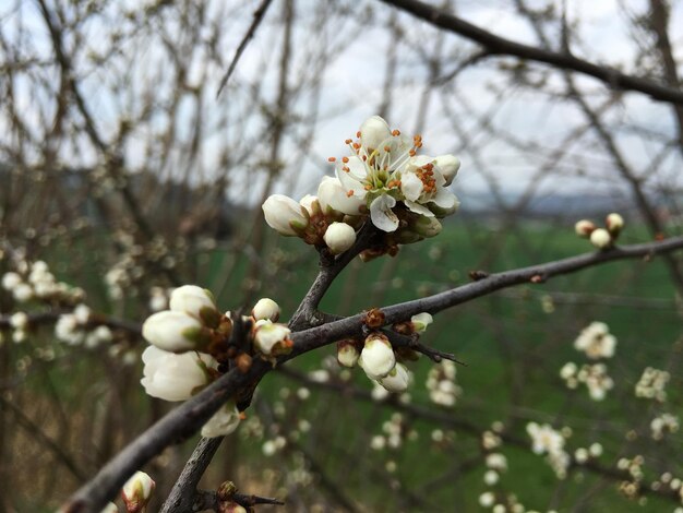 Primer plano de las flores de manzana en primavera