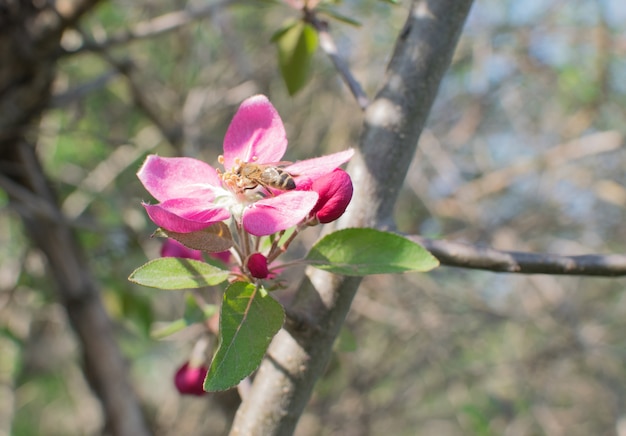 Primer plano de flores de manzana rosa