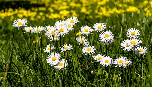 Primer plano de flores de margarita en primavera