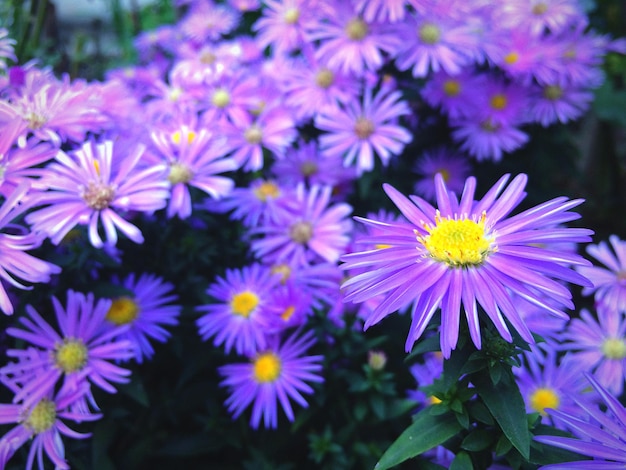 Foto primer plano de las flores de margarita púrpura