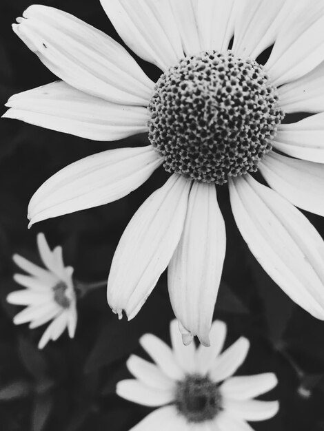 Foto primer plano de las flores de margarita