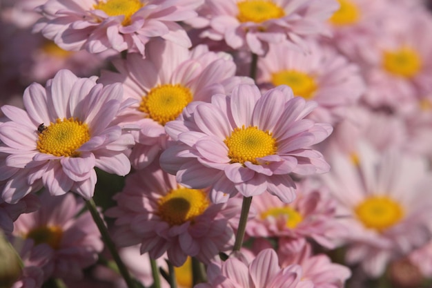 Primer plano de las flores de margarita