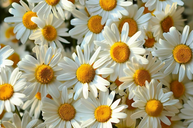 Foto un primer plano de las flores de margaritas blancas