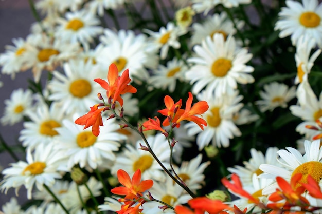 Primer plano de las flores de las margaritas