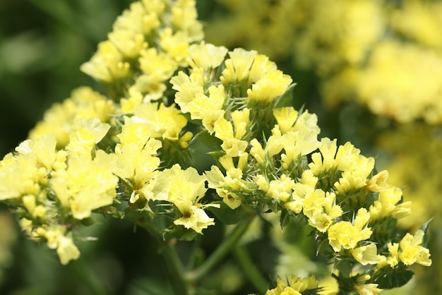 Primer plano de flores de mimosa de primavera hermosas ramas amarillas en flor flores de vacaciones de primavera