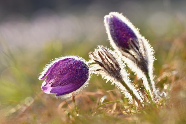 Un primer plano de flores moradas con escarcha sobre ellas