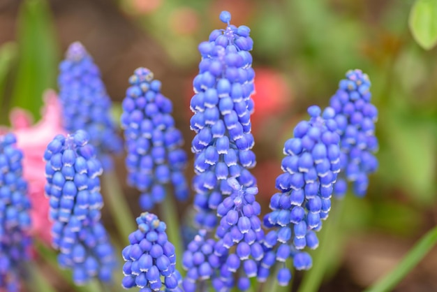 Un primer plano de flores moradas con la palabra " abajo a la derecha ".