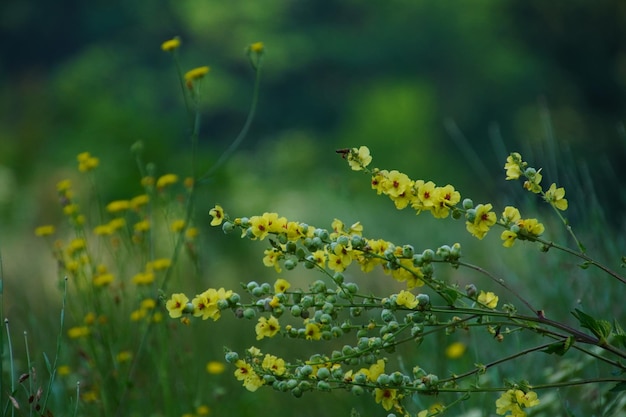 Primer plano de las flores de Moth Mullein que crecen en un prado