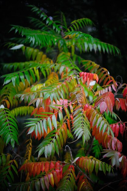 Primer plano de flores multicolores en el árbol