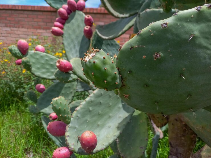 Un primer plano de las flores multicolores de la pera espinosa en el tallo verde