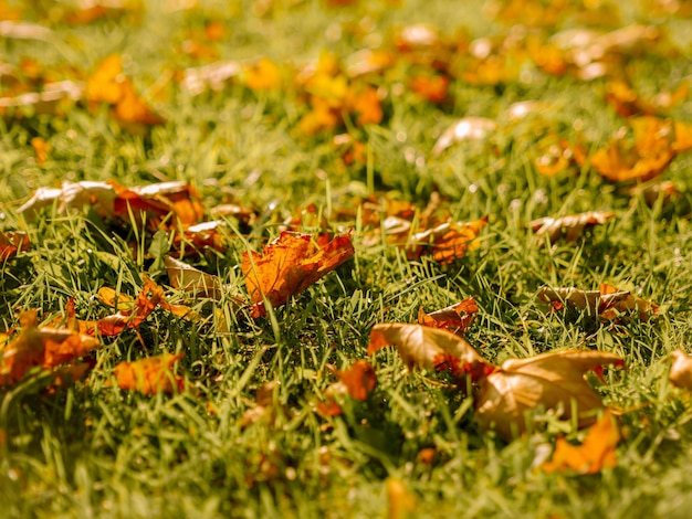 Primer plano de las flores de naranja en el campo