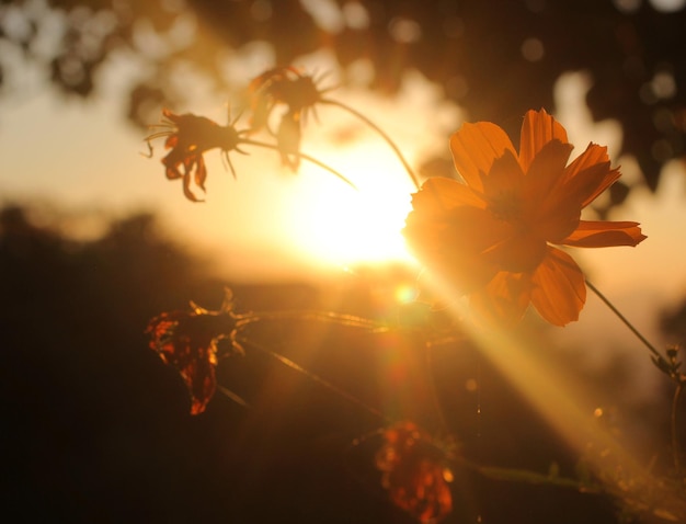 Foto primer plano de flores de naranja contra el cielo durante la puesta de sol