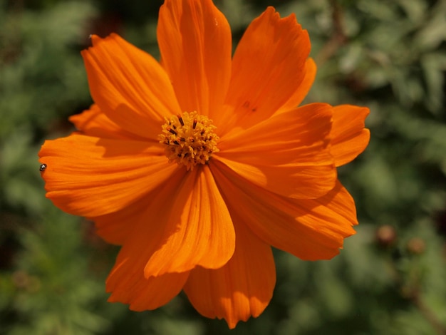 Foto primer plano de las flores de naranja que florecen al aire libre