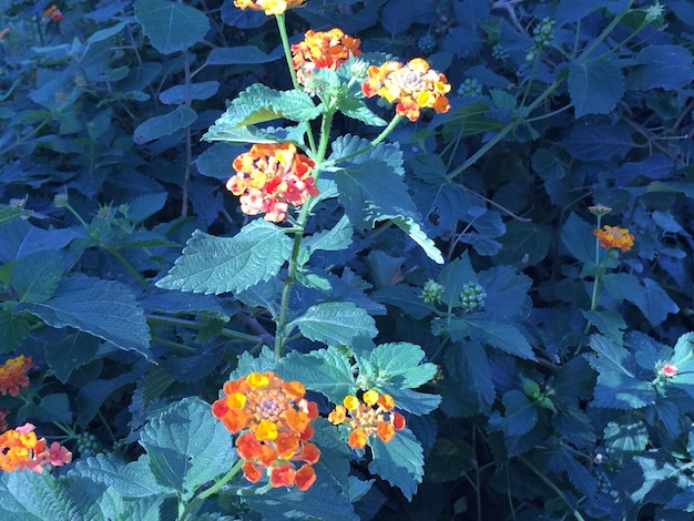 Foto primer plano de las flores de naranja que florecen en el jardín