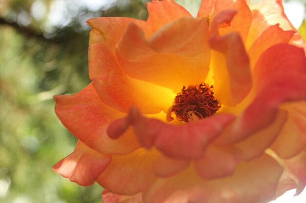 Primer plano de flores de naranja