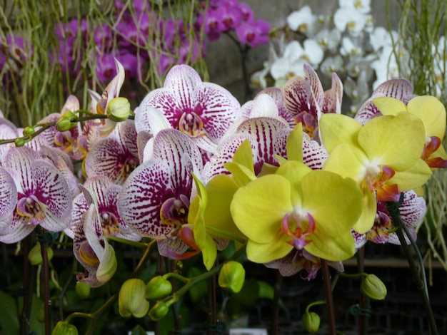 Foto un primer plano de las flores de las orquídeas púrpuras