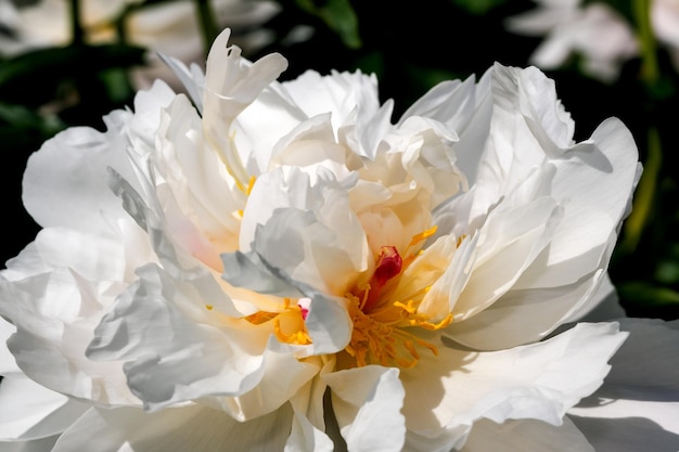 Primer plano de flores de peonía blanca