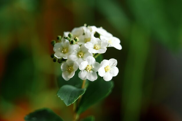 Primer plano de flores pequeñas blancas, verde