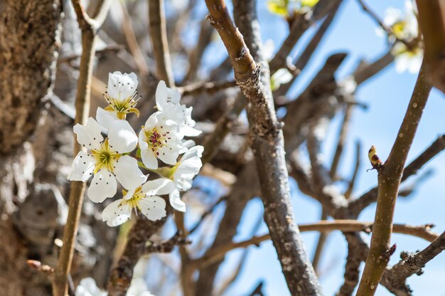 Primer plano de flores de pera