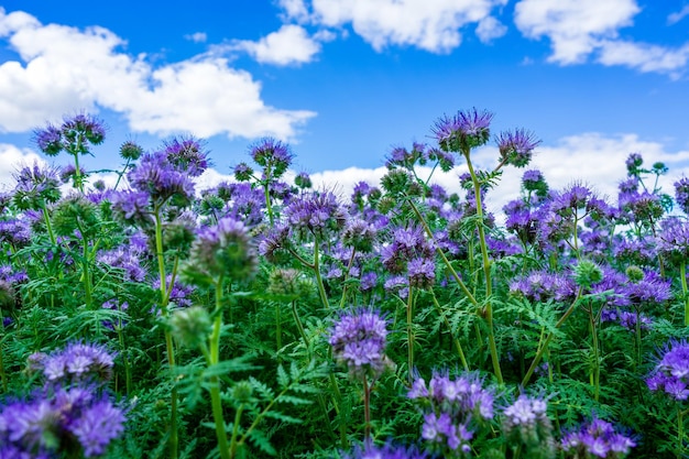 Primer plano de flores de phacelia púrpura bajo un cielo azul y nubes blancas