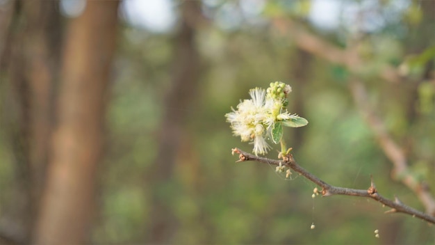 Primer plano de flores de Pithecellobium dulce, también conocido como Manila tamarind Camachile Guayamochil Madrasthorn Blackbead, etc. Visto en el lago Madiwala Bangalore