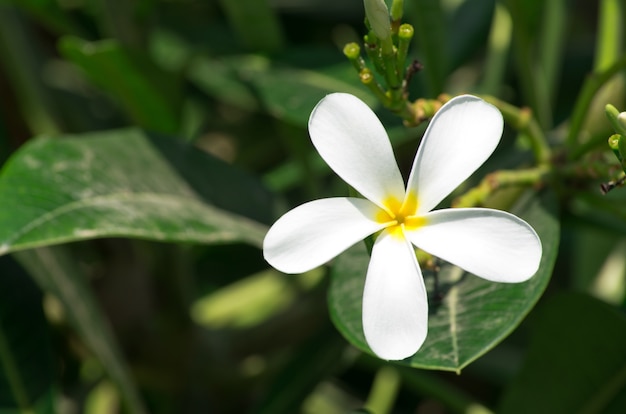 Primer plano de flores de plumeria blanco