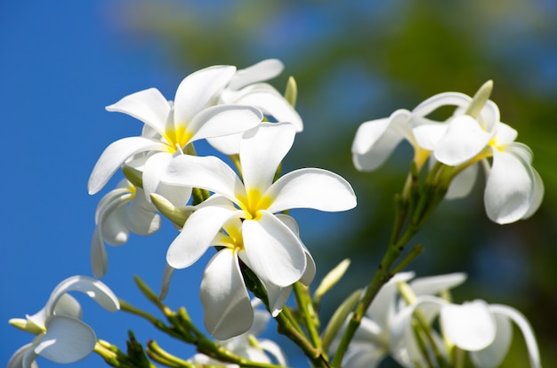 Primer plano de flores de plumeria blanco