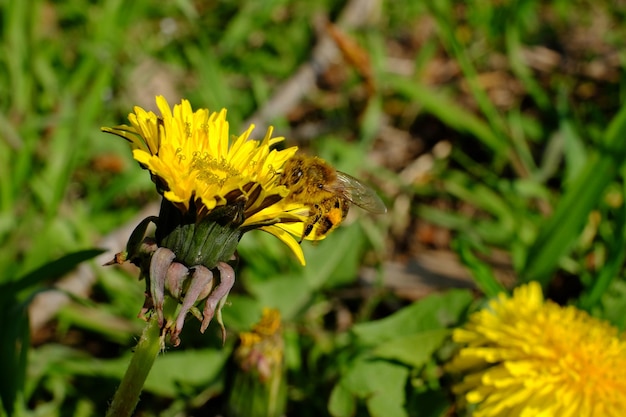Primer plano de las flores polinizadas por las abejas