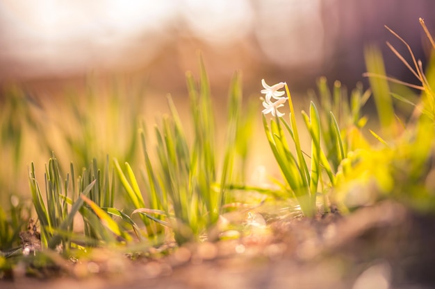 Primer plano de flores de primavera al atardecer, gotas de nieve en el jardín, luz solar, rayos con un fondo borroso majestuoso