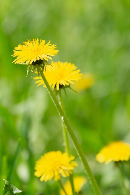 Primer plano de flores de primavera amarillas en el suelo Flores de diente de león amarillas en un fondo verde Campo con diente de león amarillo