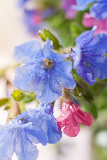 Primer plano de flores de pulmonaria, cubierto con gotas de agua.