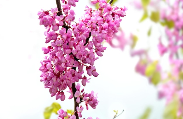 primer plano de las flores púrpuras de un árbol de judas que florece en las ramas