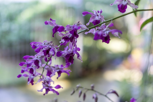 Foto primer plano de las flores púrpuras en el árbol