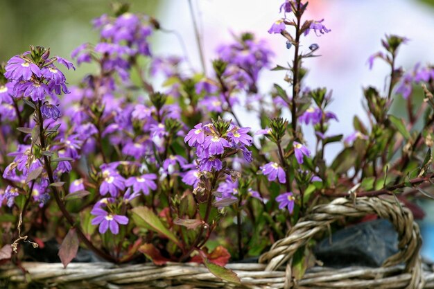 Primer plano de flores púrpuras en una canasta de mimbre