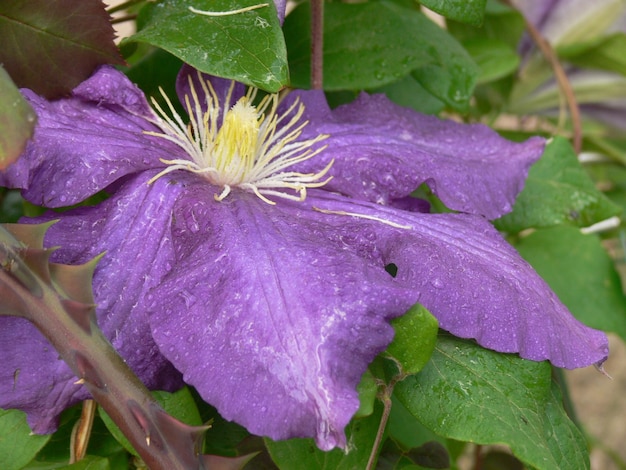 Primer plano de las flores púrpuras en flor