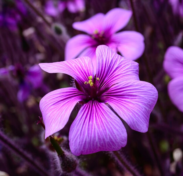 Foto primer plano de las flores púrpuras en flor