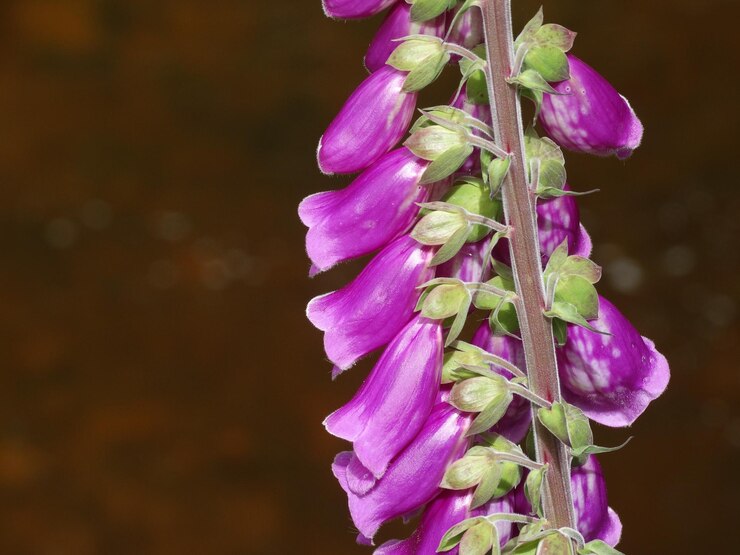 Foto primer plano de las flores púrpuras floreciendo