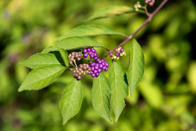 Primer plano de las flores púrpuras en la planta