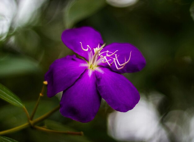 Foto primer plano de las flores púrpuras que florecen al aire libre