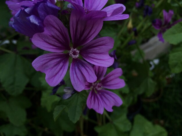 Foto primer plano de las flores púrpuras que florecen al aire libre