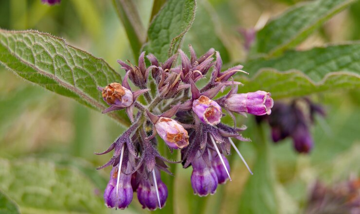 Foto primer plano de las flores púrpuras que florecen al aire libre