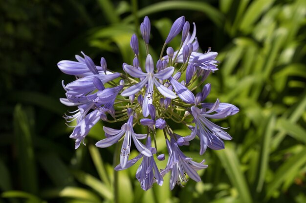 Primer plano de las flores púrpuras que florecen al aire libre