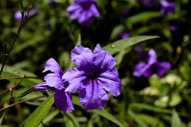 Primer plano de las flores púrpuras que florecen al aire libre