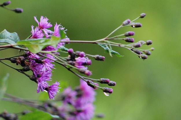 Foto primer plano de las flores púrpuras que florecen al aire libre