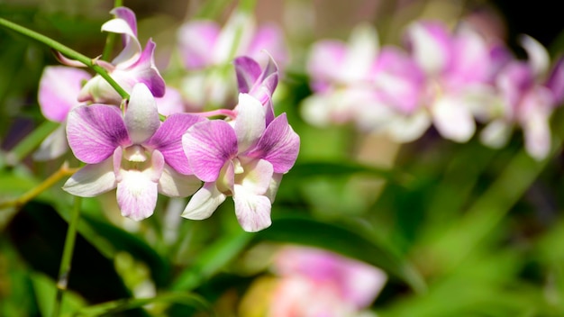 Primer plano de las flores púrpuras que florecen al aire libre