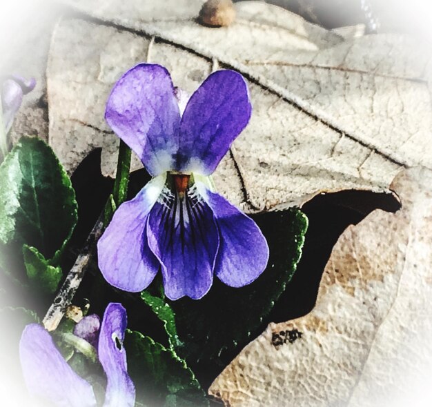 Primer plano de las flores púrpuras que florecen al aire libre