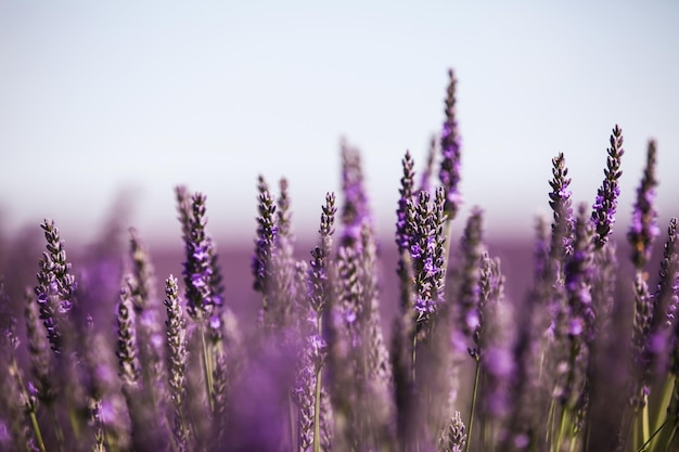 Primer plano de las flores púrpuras que florecen en el campo