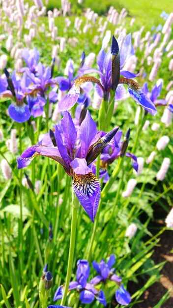 Foto primer plano de las flores púrpuras que florecen en el campo